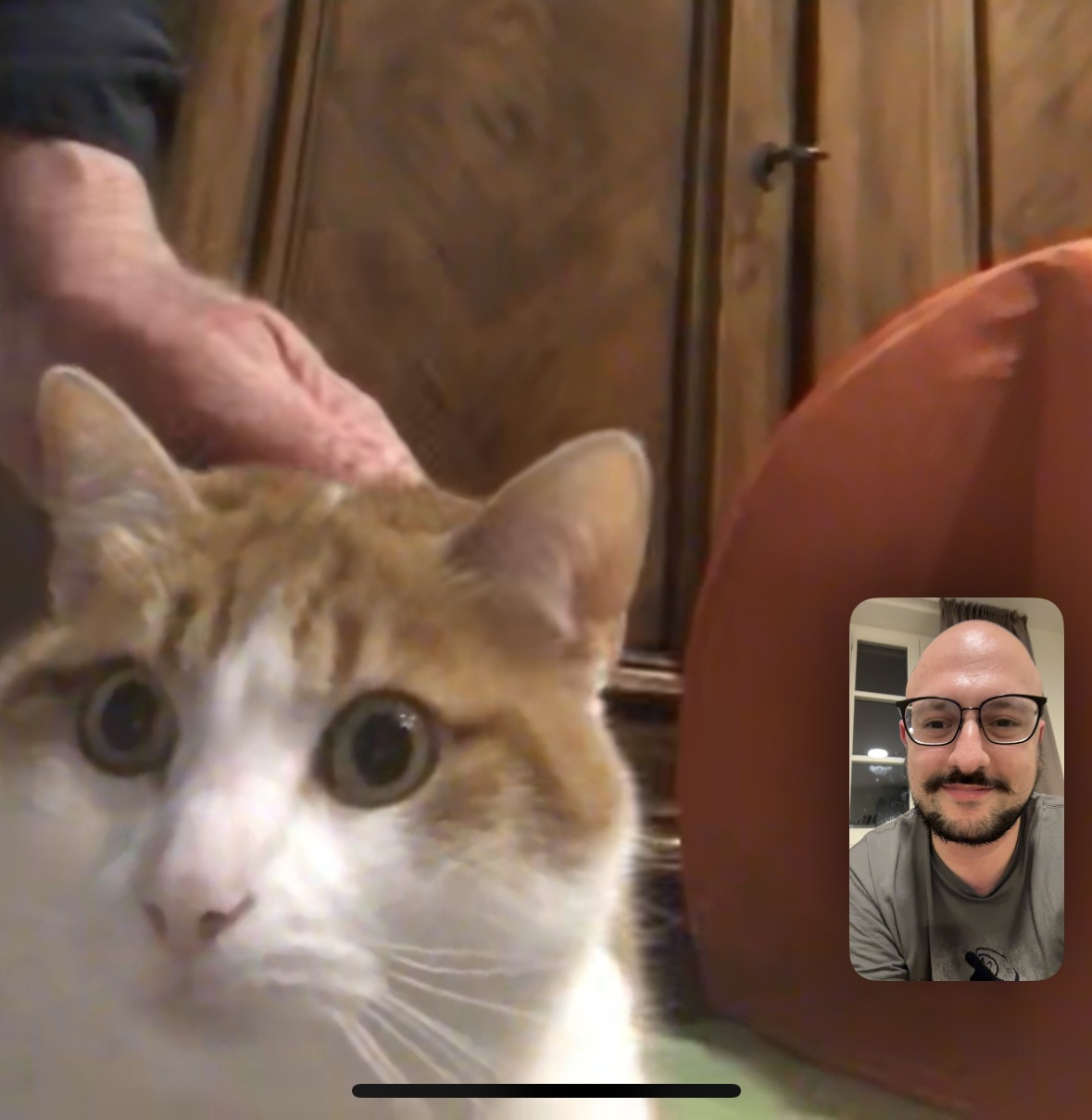 Fabio calling an orange tabby cat named Bolle